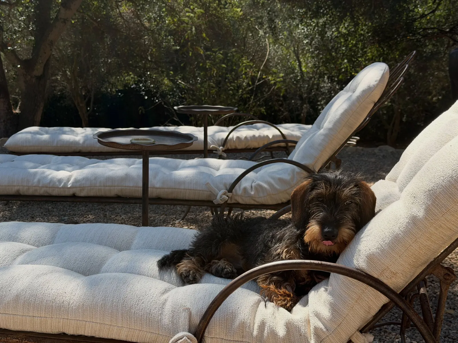 Kendall Jenner Finn the dog