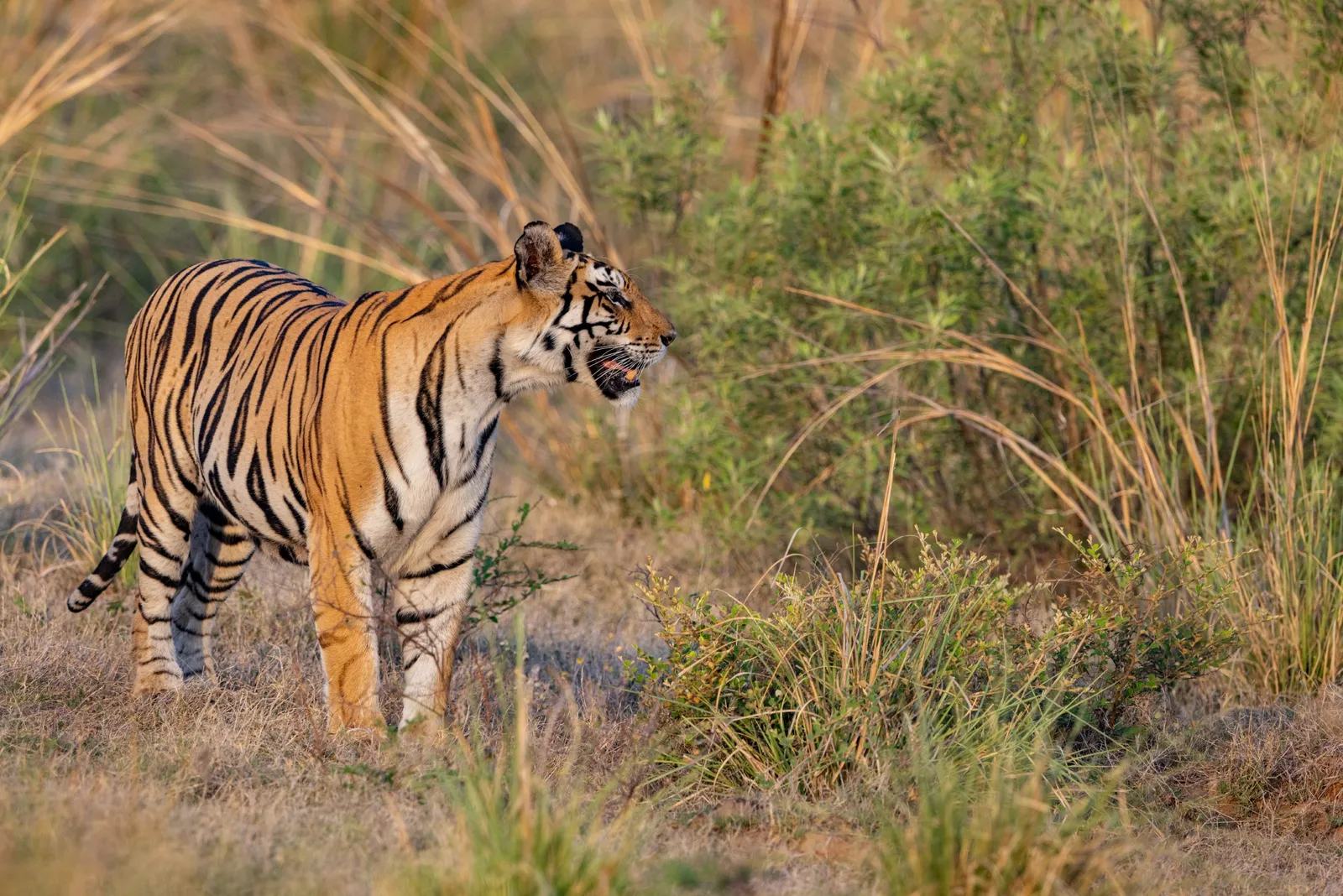Image may contain Animal Mammal Tiger and Wildlife