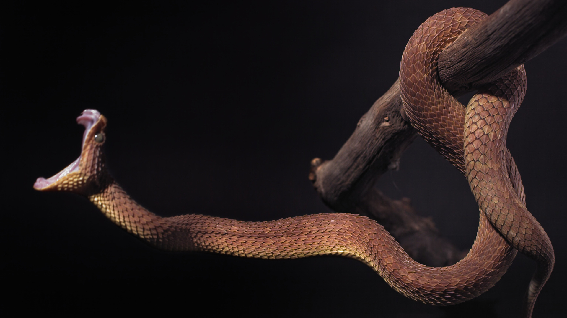 - ShowBiz.com An African bush viper in 'Monsters of God'