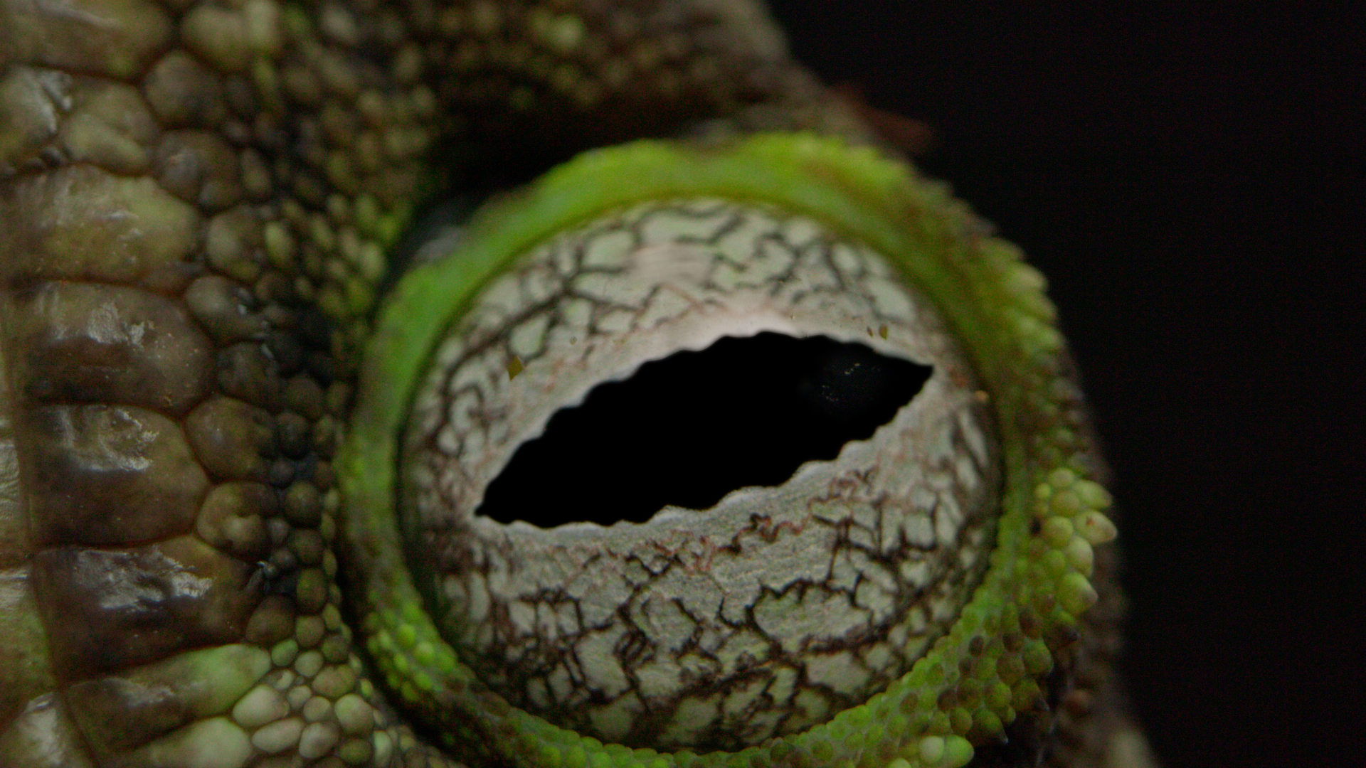 - ShowBiz.com A New Caledonian gecko in 'Monsters of God'