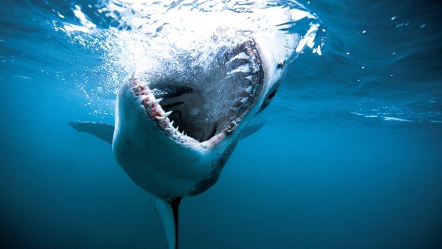 A shark swims underwater with its mouth open near the surface.
