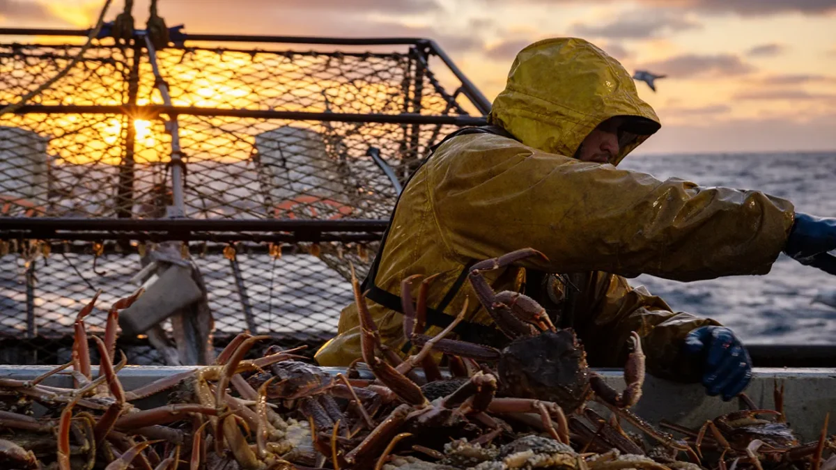 A person in yellow rain gear works beside a pile of crabs on a boat at sunset.