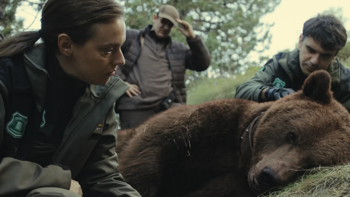 Three people in outdoor gear crouch beside a brown bear lying on grass in a wooded area.